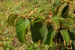 Annona senegalensis
