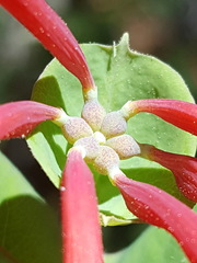 Lonicera arizonica