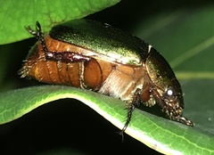 Anomala russiventris