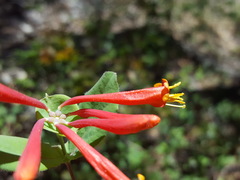 Lonicera arizonica