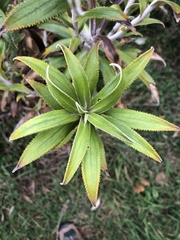 Macrolearia angustifolia