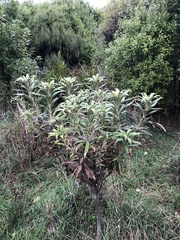 Macrolearia angustifolia