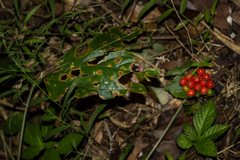 Tacca palmata