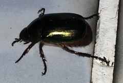 Anomala russiventris