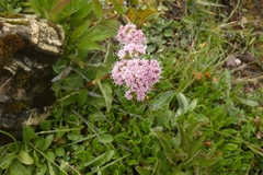 Valeriana montana