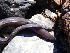 Conger monganius