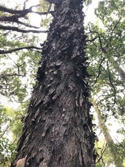 Metrosideros umbellata