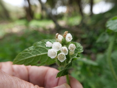 Symphytum brachycalyx