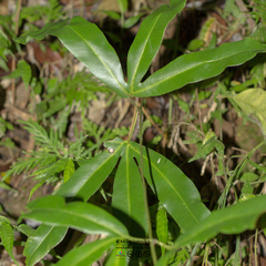 Lygodium circinnatum