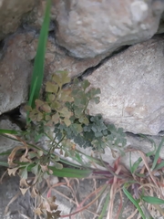 Asplenium ruta-muraria