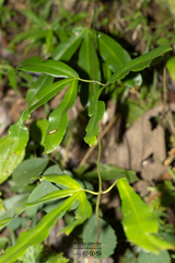 Lygodium circinnatum