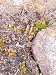 Lasius
