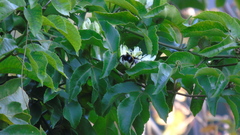 Bombus steindachneri