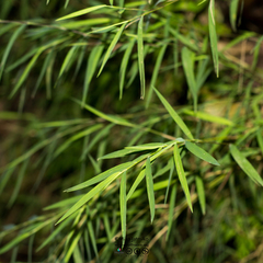 Pogonatherum crinitum