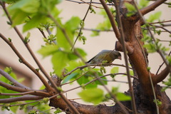 Chloris chloris