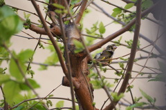 Chloris chloris