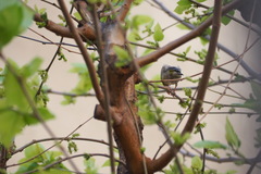 Chloris chloris