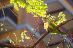 Myiopsitta monachus