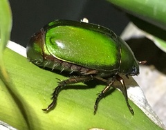 Anomala rubripes