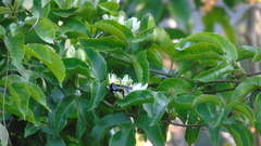 Bombus steindachneri