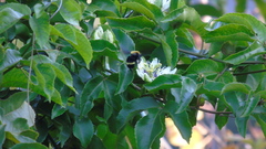 Bombus steindachneri