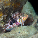 雲紋海豬魚 - Photo 由 Rafi Amar 所上傳的 (c) Rafi Amar，保留部份權利CC BY-NC