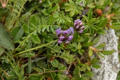 Astragalus alpinus