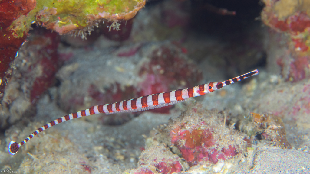 Broad-banded pipefish (Dunckerocampus boylei) — Syngnathidae