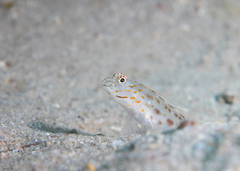 Ctenogobiops crocineus