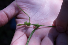 Carex flava