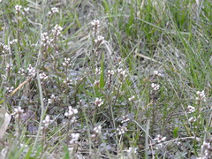 Cardamine hirsuta