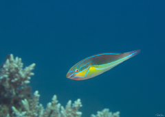 Bluelined Wrasse photo 5