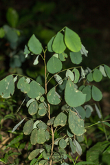 Dalbergia latifolia