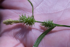 Carex flava