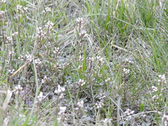 Cardamine hirsuta