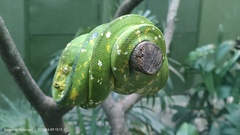 Morelia viridis