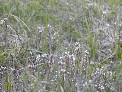 Cardamine hirsuta
