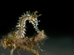 Hippocampus jayakari