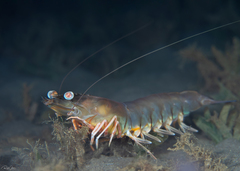 Penaeus latisulcatus