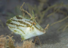 Paramonacanthus nematophorus