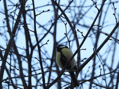 Parus major