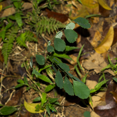 Dalbergia latifolia