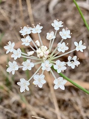 Trachymene composita composita