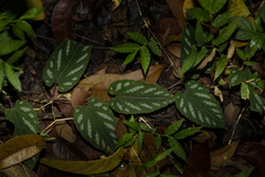 Cissus discolor