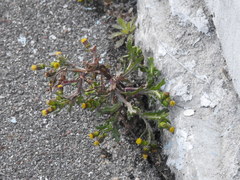 Senecio vulgaris