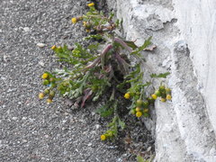 Senecio vulgaris