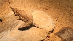Varanus exanthematicus