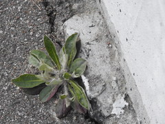 Pilosella officinarum