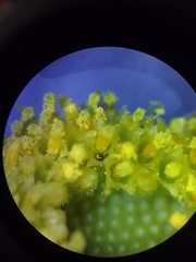 Thysanoptera