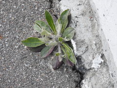 Pilosella officinarum